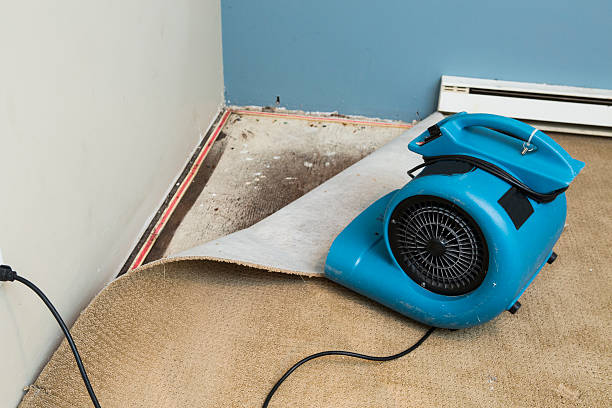 Best Carpet water damage restoration  in Floris, VA